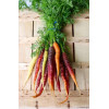 Carotte Hyb. Rainbow (mélange de couleurs) 