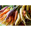 Carotte Hyb. Rainbow (mélange de couleurs) 