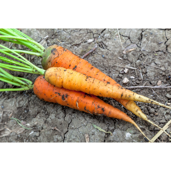 Carotte Touchon 