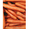 Carotte Touchon 