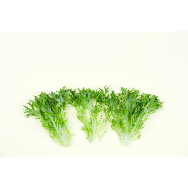 Chicorée frisée très fine maraîchère 