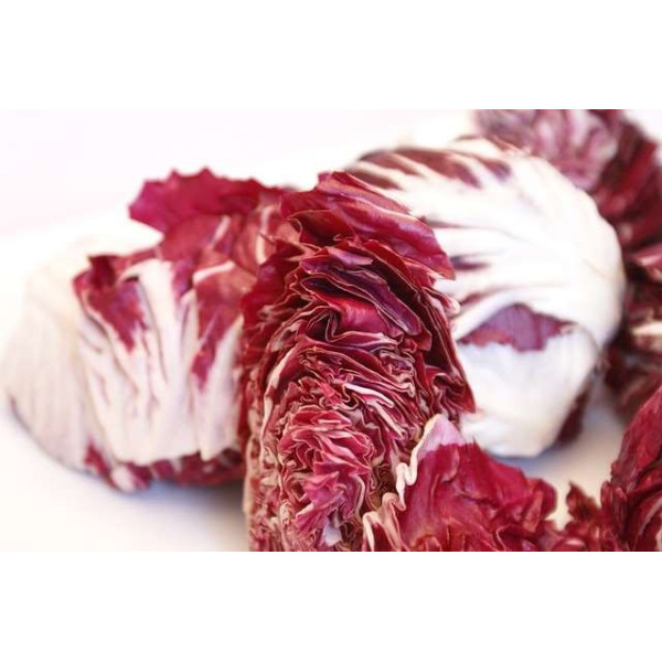 Chicorée sauvage Rouge de Vérone 