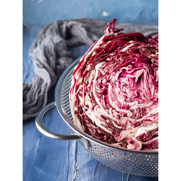 Chicorée sauvage Rouge de Vérone 