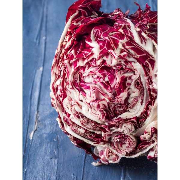 Chicorée sauvage Rouge de Vérone 