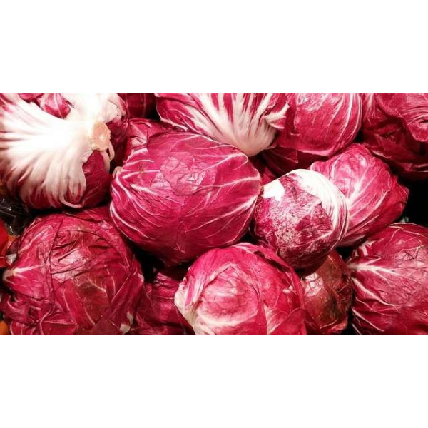 Chicorée sauvage Rouge de Vérone 