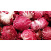 Chicorée sauvage Rouge de Vérone 