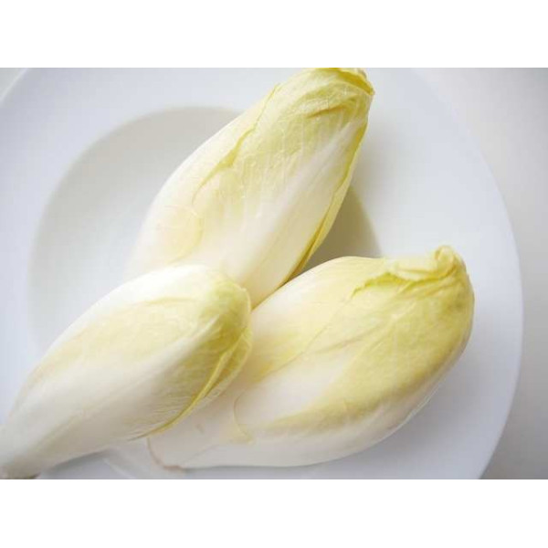 Chicorée Witloof normale maraîchère 