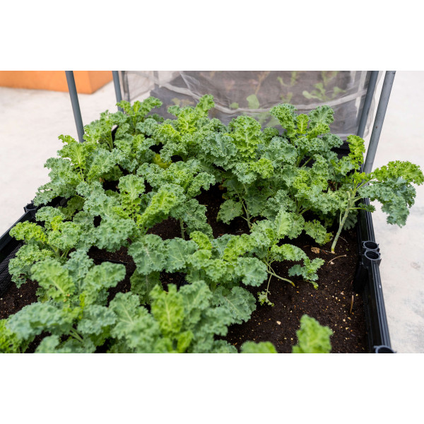 Chou frisé vert 1/2 nain 