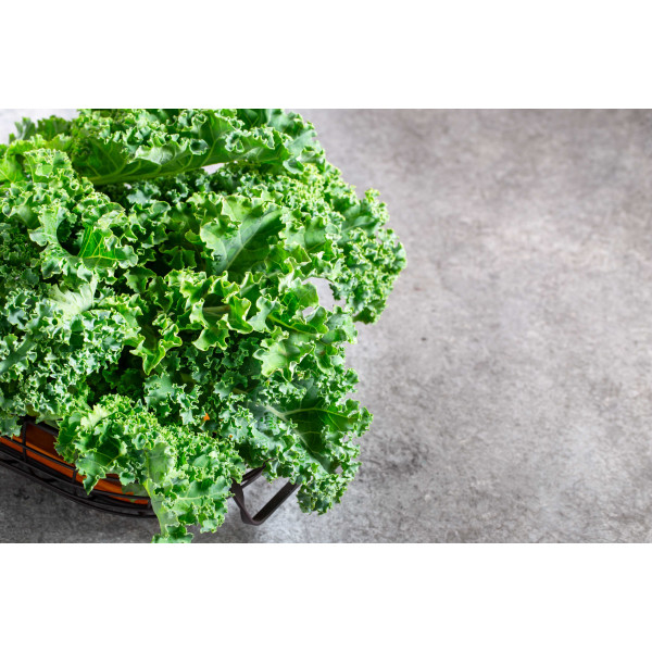 Chou frisé vert 1/2 nain 