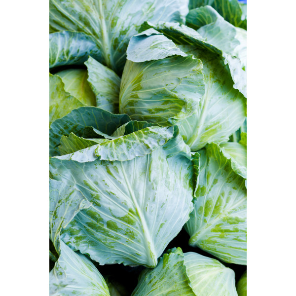 Chou Cabus Marché de Copenhague 