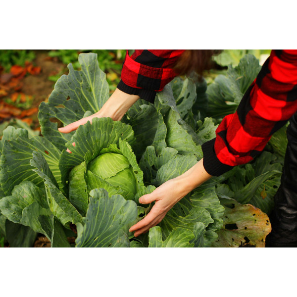 Chou Cabus Marché de Copenhague 