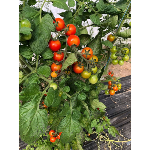 Chou Cabus Marché de Copenhague 