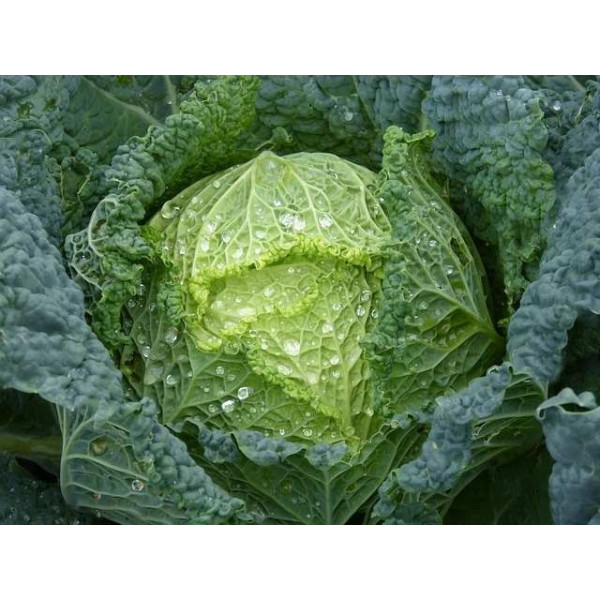 Chou de Milan gros des Vertus 