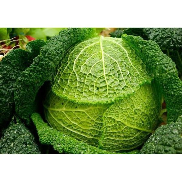 Chou de Milan gros des Vertus 