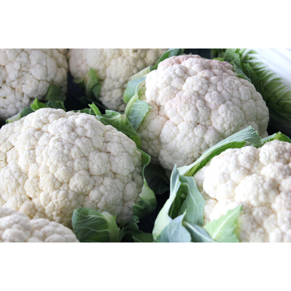 Chou Fleur hâtif d'Erfurt boule de neige         