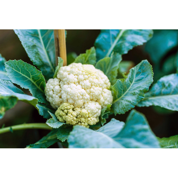 Chou Fleur hâtif d'Erfurt boule de neige         