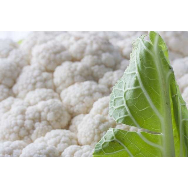 Chou Fleur hâtif d'Erfurt boule de neige         