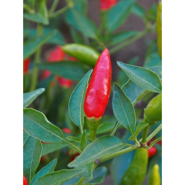 Concombre du Kenya (Metulon) 