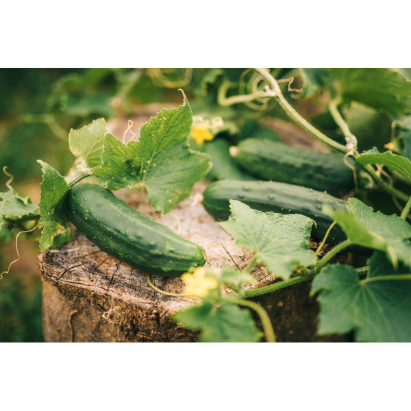 Concombre le généreux 