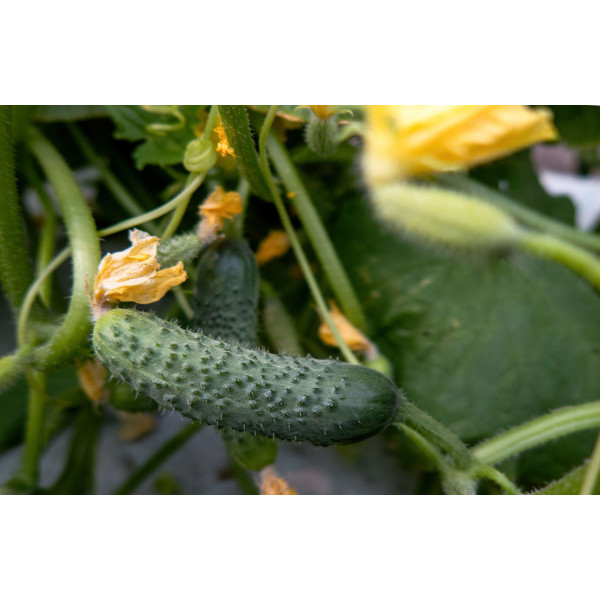 Cornichon fin de Meaux 