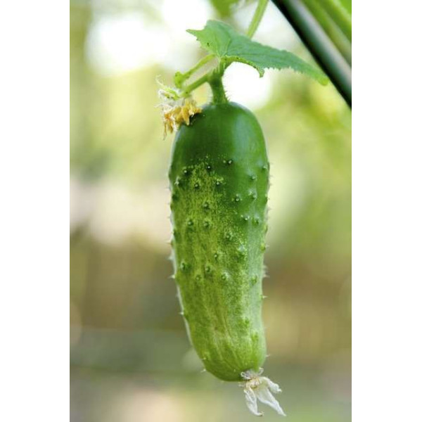 Cornichon fin de Meaux 
