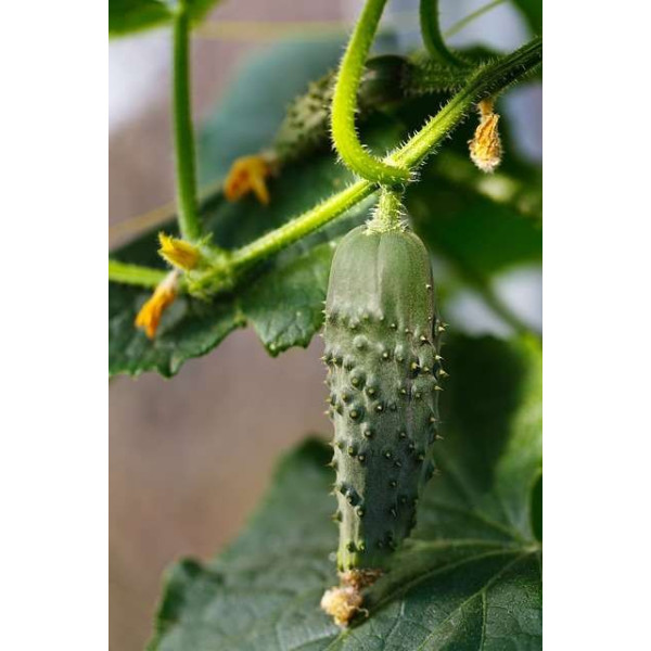 Cornichon Hokus 