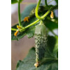 Cornichon Hokus 