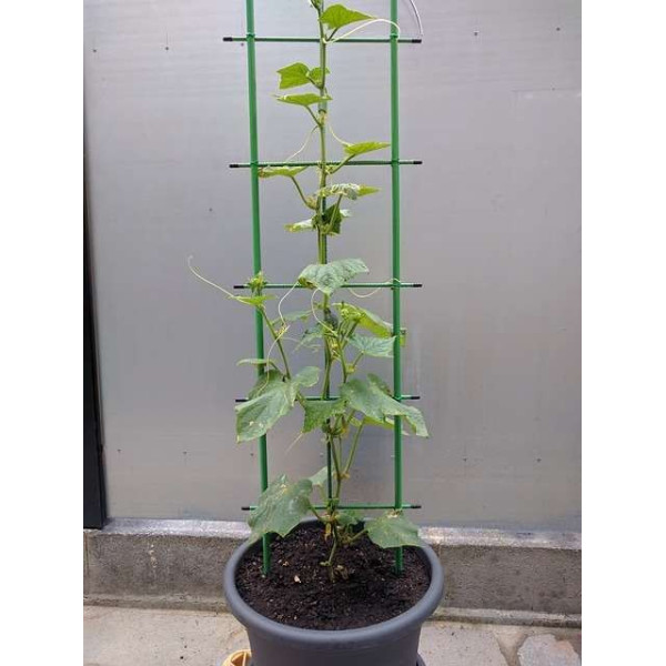 Cornichon Hokus 
