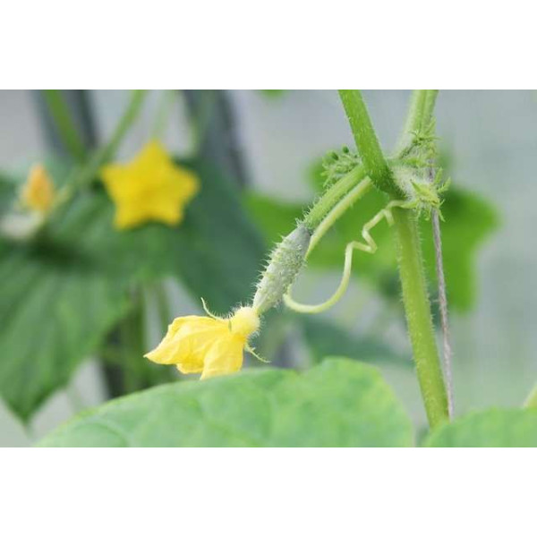 Cornichon Hokus 