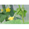 Cornichon Hokus 