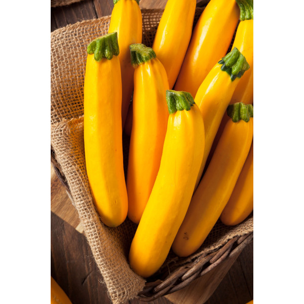 Courgette Hyb. Lingodor 