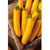 Courgette Hyb. Lingodor 