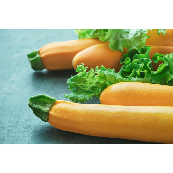 Courgette Hyb. Lingodor 