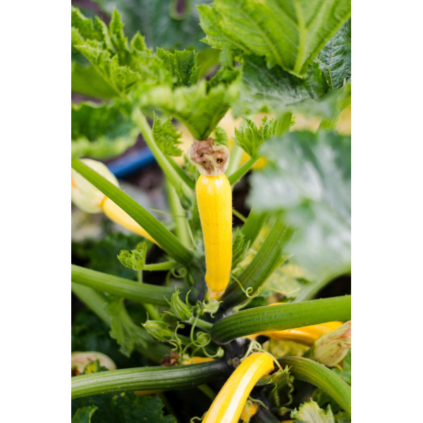 Courgette Hyb. Lingodor 