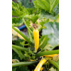 Courgette Hyb. Lingodor 