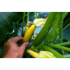 Courgette Hyb. Lingodor 