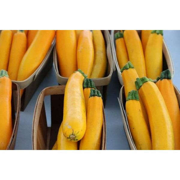 Courgette Hyb. Lingodor 