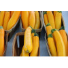 Courgette Hyb. Lingodor 