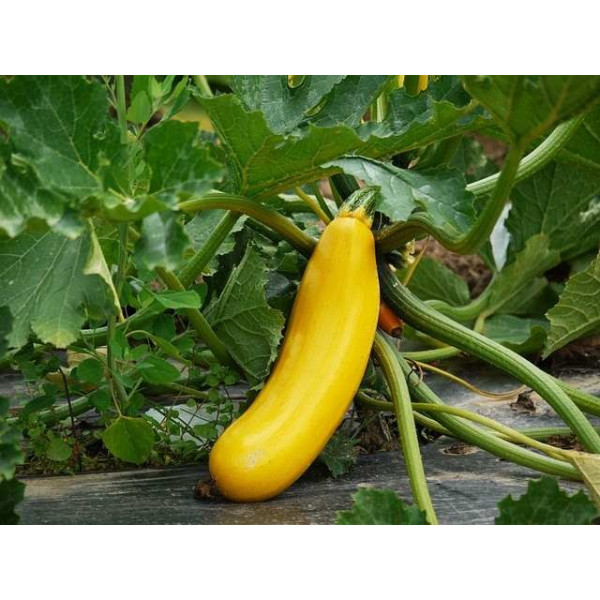 Courgette Hyb. Lingodor 