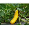 Courgette Hyb. Lingodor 