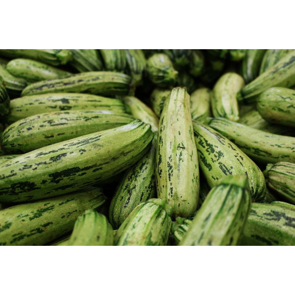Courgette Hyb. Profusion 
