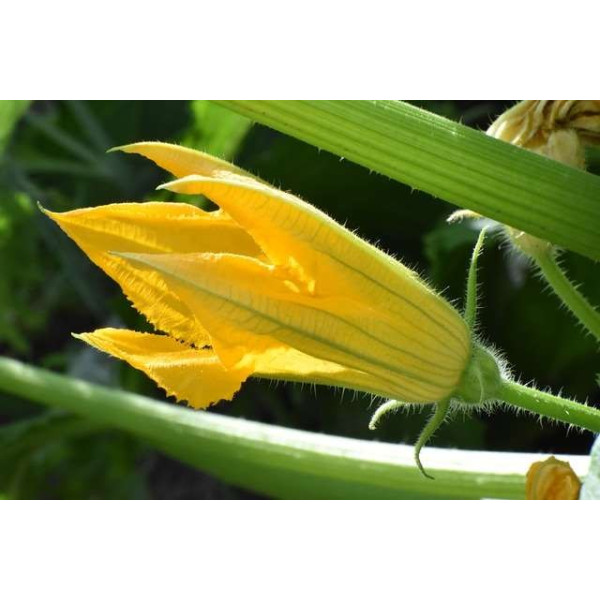 Courgette Hyb. Profusion 