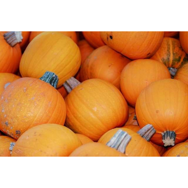 Courge d'Halloween Jack O'Lantern  