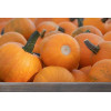 Courge d'Halloween Jack O'Lantern  