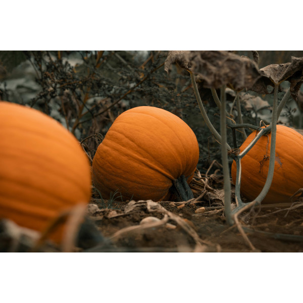 Courge d'Halloween Jack O'Lantern  