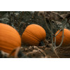 Courge d'Halloween Jack O'Lantern  