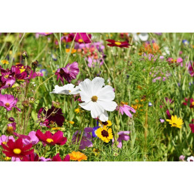 Cresson vivace des jardins 2