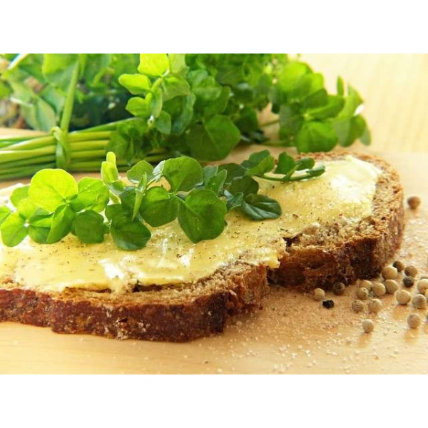 Cresson vivace des jardins 