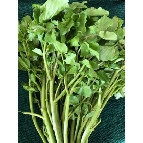 Cresson vivace des jardins