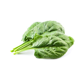 Epinard Matador foncé 